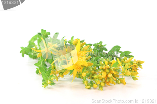 Image of St. John's wort