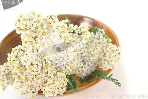 Image of Yarrow