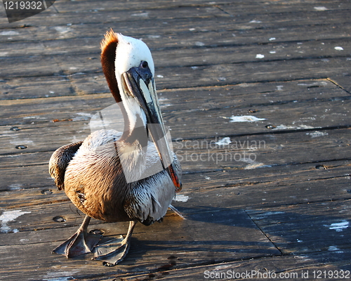 Image of Pelican