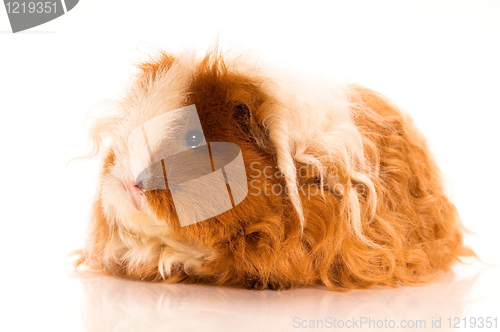 Image of long hair guinea pig