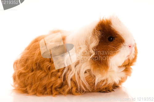 Image of long hair guinea pig