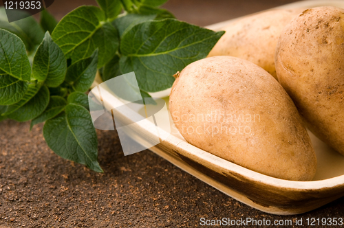 Image of New potato and green dill