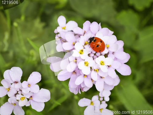 Image of ladybug