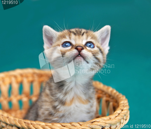 Image of Adorable kitty