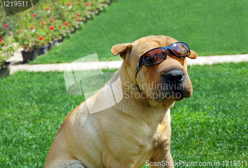 Image of Adorable Shar Pei in sunglasses