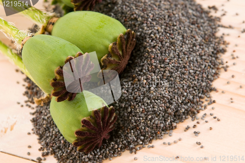 Image of Poppy seeds and poppy heads 