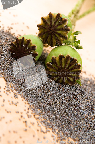 Image of Poppy seeds and poppy heads 