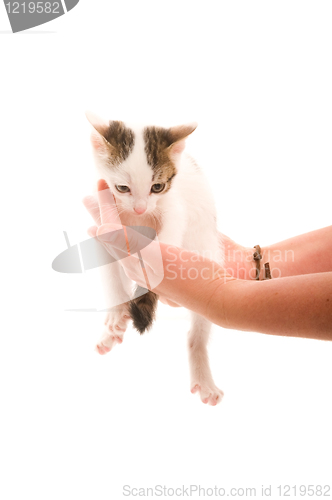 Image of Adorable young cat in woman's hand