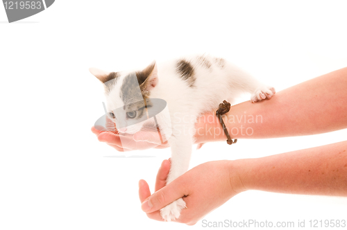 Image of Adorable young cat in woman's hand