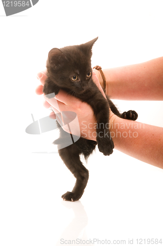 Image of Adorable young cat in woman's hand