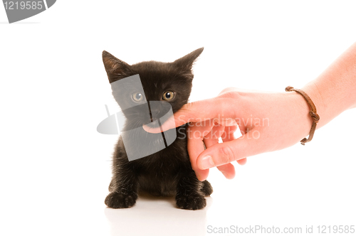 Image of Adorable young cat in woman's hand