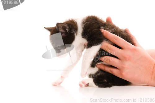 Image of Adorable young cat in woman's hand