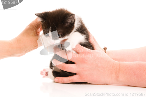 Image of Adorable young cat in woman's hand