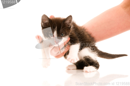 Image of Adorable young cat in woman's hand