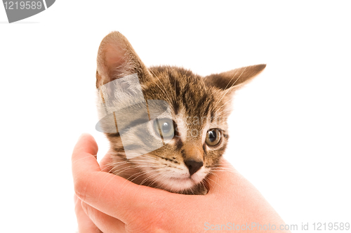 Image of Adorable young cat in woman's hand