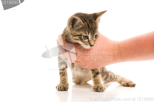 Image of Adorable young cat in woman's hand