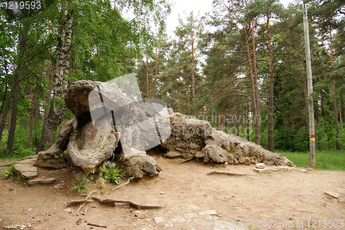 Image of crocodile