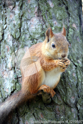 Image of Squirrel 