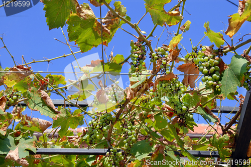 Image of Downey mildew on grapes