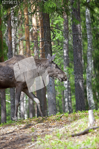 Image of Norwegian Moose