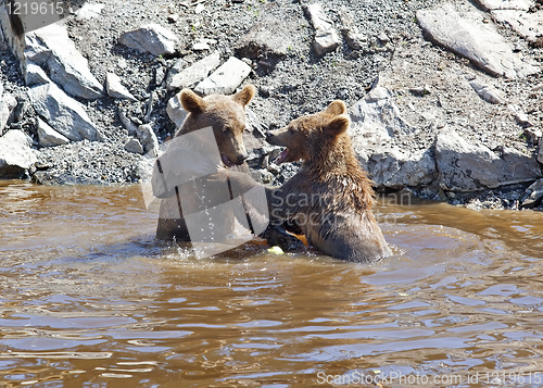 Image of Brown bear