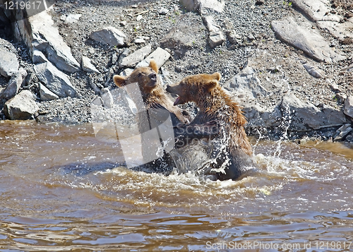 Image of Brown bear