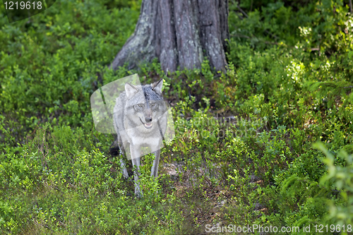 Image of Wolf in the Norwegian forest