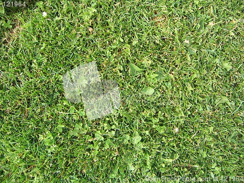 Image of soccer grass