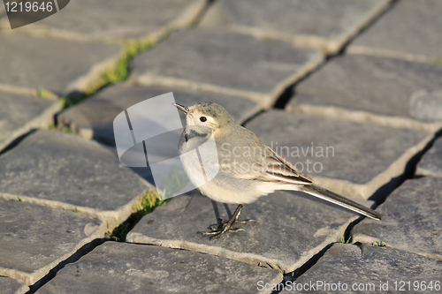 Image of White wagtail