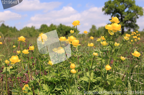 Image of Globeflower