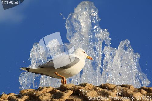 Image of Seagull