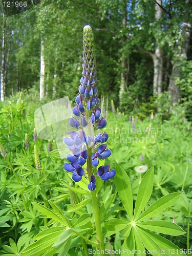 Image of Blue lupine