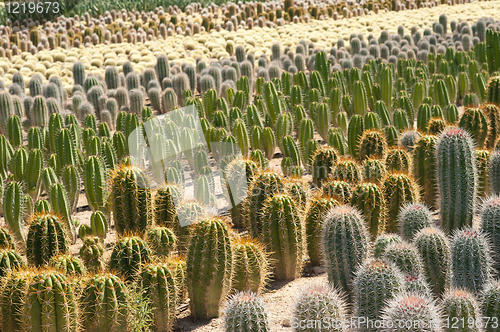 Image of Cactus farm