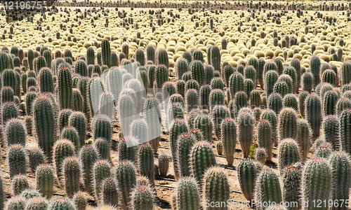 Image of Cactus farm