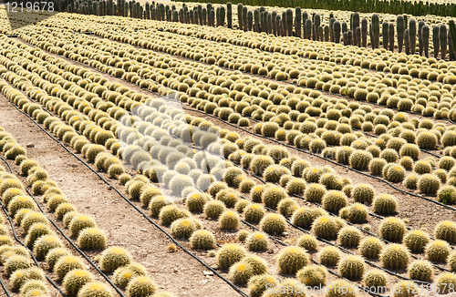 Image of Cactus farm