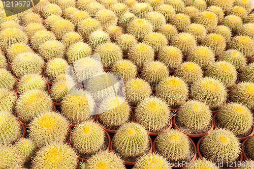 Image of Cactus farm
