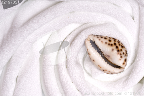 Image of shell on white towels close up