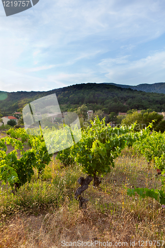 Image of Hill With Vineyard In France