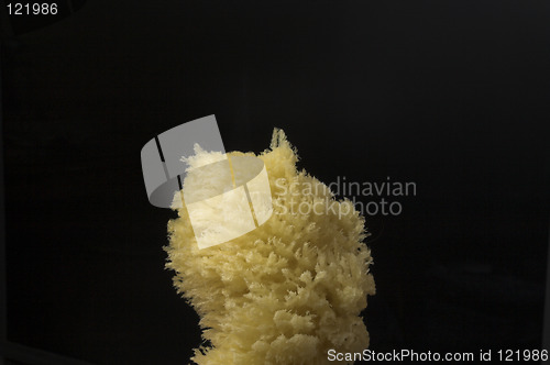 Image of sponge