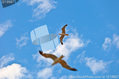 Image of sea gulls fly in the air