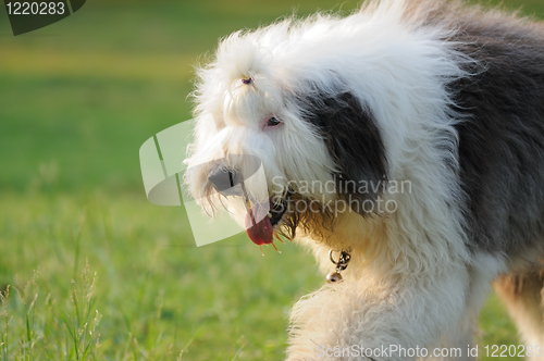 Image of Old English sheepdog