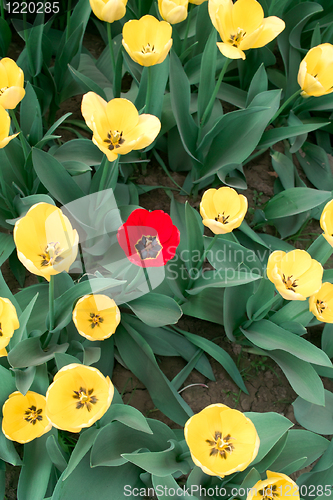 Image of Tulip flowers