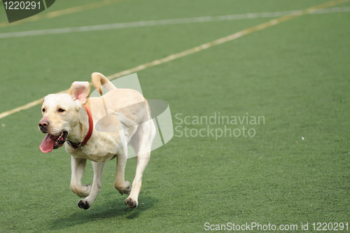 Image of Labrador dog running