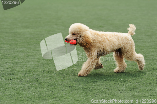 Image of Poodle dog running