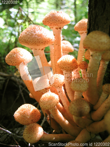 Image of honey mushrooms growing at tree