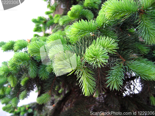 Image of pine branches with young runaways