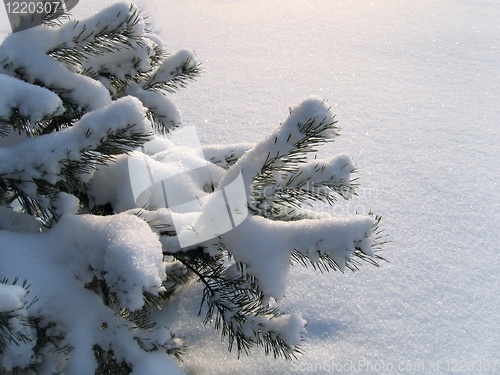 Image of branches of pine under a snow