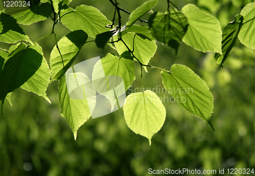 Image of closeup of green leaves glowing in sunlight