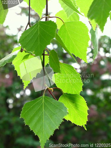 Image of branch of a birch