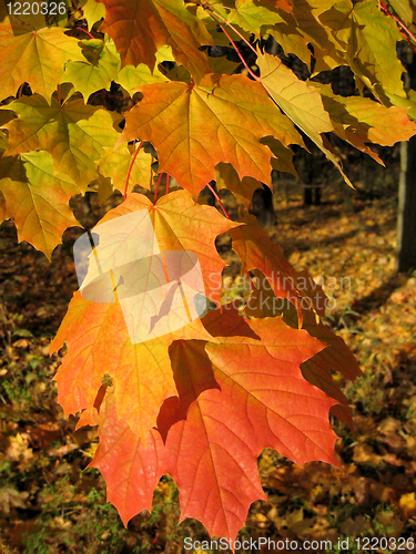 Image of beautiful autumn leaves of maple tree